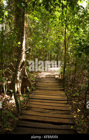 Filippine, palawan sabang, un percorso attraverso la giungla che conduce all'ingresso del fiume sotterraneo Foto Stock