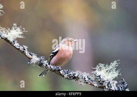 Un comune fringuello in piedi su un lichene ramo coperto nel abernethy foresta vicino al Loch Garten nelle highlands scozzesi, Scotland, Regno Unito Foto Stock