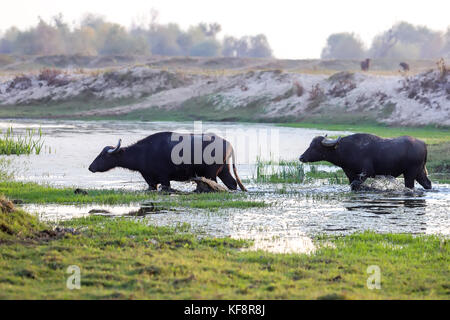 Buffaloes passano attraverso l'acqua in una giornata autunnale accanto al fiume Strymon nella Grecia settentrionale. Foto Stock