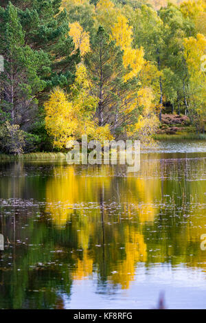 Bellissimi colori autunnali oltre il paesaggio con la riflessione nelle acque di lochan mor sul rothiemurchus estate vicino a inverdruie e aviemore Foto Stock