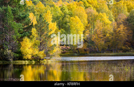 Bellissimi colori autunnali oltre il paesaggio con la riflessione nelle acque di lochan mor sul rothiemurchus estate vicino a inverdruie e aviemore Foto Stock