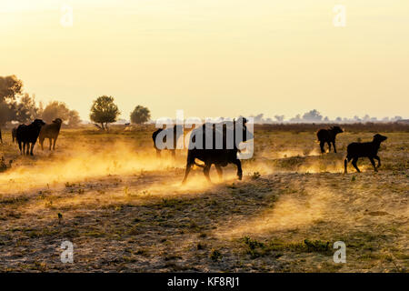 Bufalo d'acqua il pascolo al tramonto accanto al fiume Strymon nella Grecia settentrionale. Foto Stock