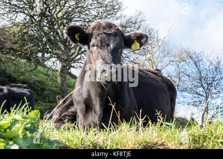 Una mandria di curiosi tagged giovane nero limousin attraversato con holstein il frisone bovini su un sentiero pubblico nel campo vicino a Dartmouth devon, Regno Unito Foto Stock