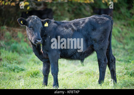 Una mandria di curiosi tagged giovane nero limousin attraversato con holstein il frisone bovini su un sentiero pubblico nel campo vicino a Dartmouth devon, Regno Unito Foto Stock