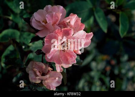 Rosa (rosa clair matin), rosacee. Foto Stock