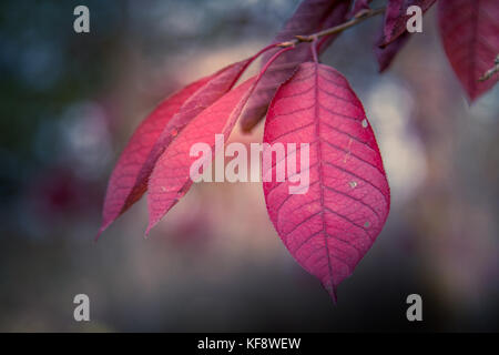 Choke albero ciliegio e foglie Foto Stock
