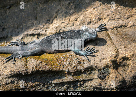 Isole Galapagos, ecuador, isabela island, punta vicente roca, esplorare la spettacolare costa vulcanica, marine iguana poggia su rocce Foto Stock