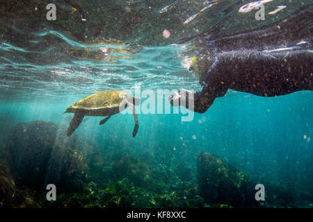 Isole Galapagos, ecuador, isabela island, punta vicente roca, una tartaruga di mare avvistato mentre lo snorkeling in acque off isabela island Foto Stock