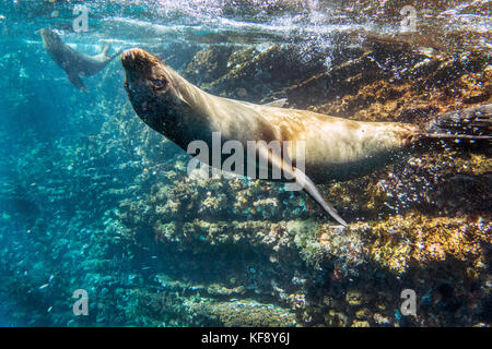 Isole Galapagos, ecuador, isabela island, punta vicente roca, galapagos sea lion avvistato mentre lo snorkeling in acque off isabela island Foto Stock