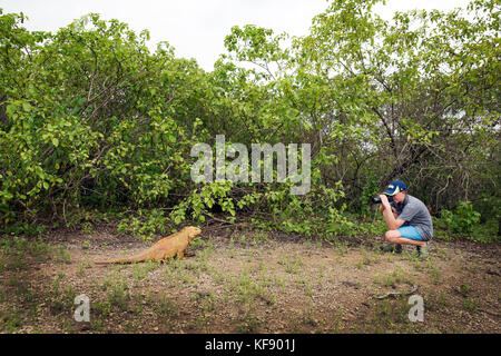 Isole Galapagos, ecuador, ragazzo scatta una foto di un land iguana mentre ad esplorare il lato ovest di Isabela island presso la base di alcedo e darwin volc Foto Stock