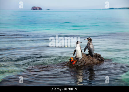 Isole GALAPAGOS, ECUADOR, Isola di Isabela, pinguini visti sulle rocce della Baia di Elisabeth Foto Stock