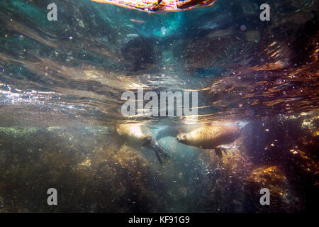 Isole Galapagos, ecuador, galapagos leoni di mare visto durante le immersioni nelle acque in prossimità di rocce gordon Foto Stock