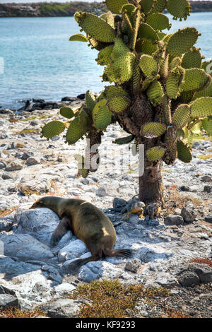 Isole Galapagos, ecuador, fico d'india-pear cactus su south plaza island off se costa di santa cruz Foto Stock