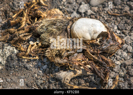 Isole Galapagos, ecuador, un morto sealion galapagos lavaggi a terra le rocce del sud plaza isola la se costa di santa cruz Foto Stock
