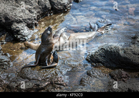 Isole Galapagos, ecuador, galapagos leoni di mare appendere fuori sulle rocce del sud plaza isola la se costa di santa cruz Foto Stock