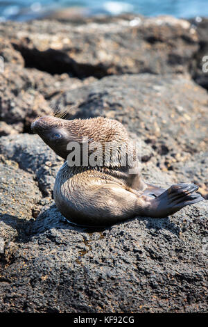 Isole Galapagos, ecuador, galapagos leoni di mare appendere fuori sulle rocce del sud plaza isola la se costa di santa cruz Foto Stock