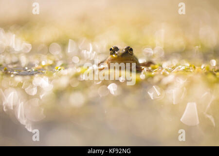 Rana di palude (pelophylax ridibundus in passato era conosciuta anche come rana ridibunda) questo frog è il più grande in Europa che possono apparire in una varietà di colo Foto Stock