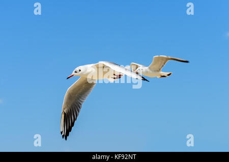 Due gabbiani in volo contro il cielo blu Foto Stock