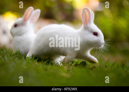 Conigli hotot giocando sull'erba Foto Stock