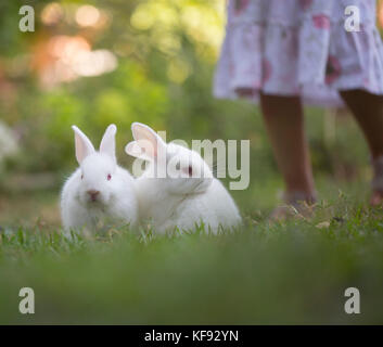 Conigli hotot giocando sull'erba Foto Stock