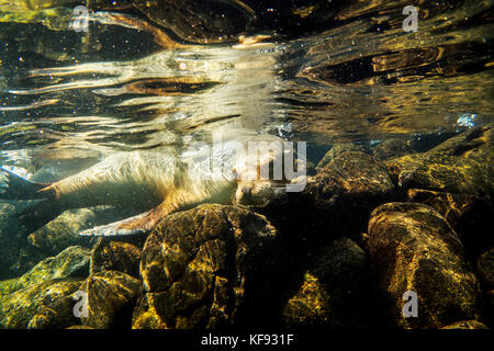 Isole Galapagos, ecuador, galapagos leoni di mare visto mentre lo snorkeling in acque vicino a South plaza island off se costa di santa cruz Foto Stock