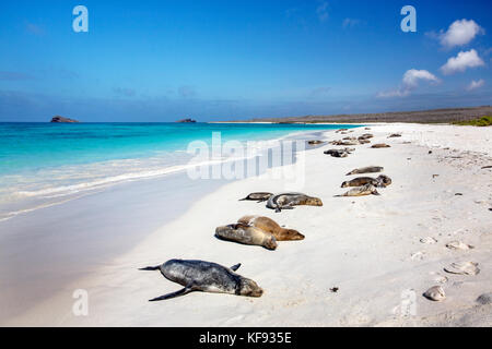 Isole Galapagos, ecuador, galapagos leoni di mare giacciono sulla sabbia vicino la baia gardner sull isola espanola Foto Stock