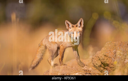 I capretti red fox (vulpes vulpes vulpes). la volpe rossa è la più grande del vero volpi, così come la maggior parte geograficamente sparsi membro dell'carnivor Foto Stock