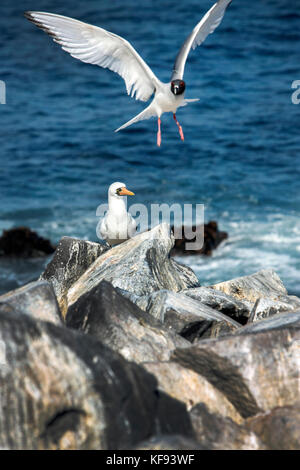 Isole Galapagos, ecuador, nazca boobies appendere fuori sulle rocce intorno a punta suarez sull isola espanola Foto Stock