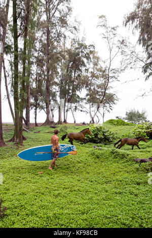 Stati Uniti d'America, Hawaii, la grande isola, paddle boarder e cavalli selvaggi in waipio valley Foto Stock