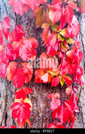 Virginia superriduttore, Parthenocissus quinquefolia Parete Rossa 'Troki' cresce il tronco di un pino nero,Pinus nigra laricio Foto Stock