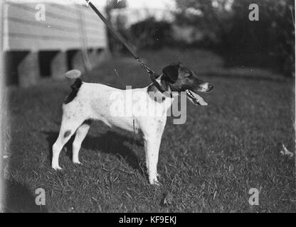 Il campione del 6346 wirehaired fox terrier cane Foto Stock