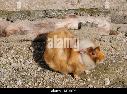 Abissino di cavia Foto Stock