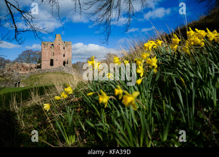 Giunchiglie al castello di Norham in primavera Foto Stock