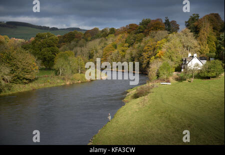 Il fiume Tweed presso Gattonside vicino a Melrose Foto Stock