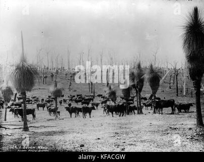 Una fotografia o un'illustrazione di una mandria Devon della collezione Powerhouse Museum, che mostra l'aspetto e le caratteristiche della razza. Foto Stock
