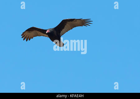 Un california condor, (Gymnogyps californianus), impennata su angel island, san francisco. Foto Stock