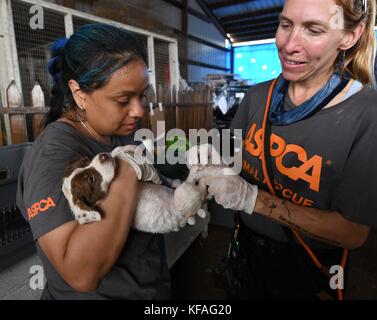 La Società americana per la prevenzione della crudeltà verso gli animali (ASPCA) volontari tendono ad un cane in un riparo animale durante gli interventi di soccorso dopo il passaggio dell uragano Irma Ottobre 16, 2017 in Christiansted, St. Croix, U.S. Isole Vergini. (Foto di Jocelyn Augustino via Planetpix) Foto Stock