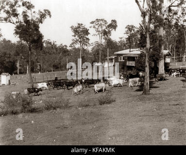 38 Piddington St, St Johns Wood, Ashgrove, Brisbane Ekka mercoledì 1938 Foto Stock