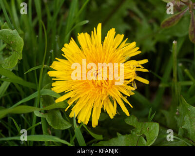 Bella close up di Grande giallo tarassaco estate fiore fiore di erba; essex; Inghilterra; Regno Unito Foto Stock