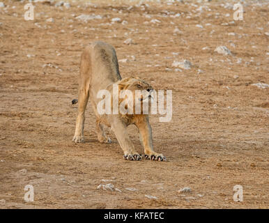 Un maschio di leone aventi un tratto nella savana della Namibia Foto Stock