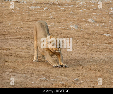 Un maschio di leone aventi un tratto nella savana della Namibia Foto Stock