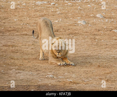 Un maschio di leone aventi un tratto nella savana della Namibia Foto Stock