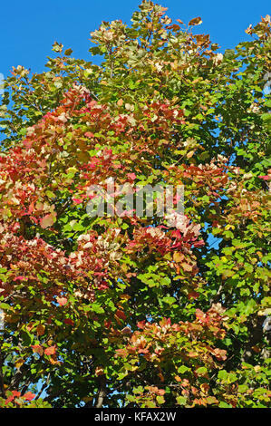 Colori in autunno: alberi in sui monti Aurunci (monti Aurunci), Italia Foto Stock