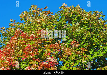 Colori in autunno: alberi in sui monti Aurunci (monti Aurunci), Italia Foto Stock