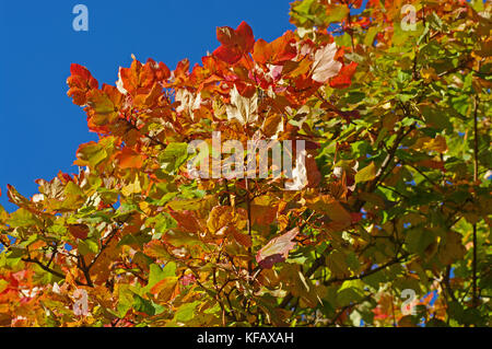 Colori in autunno: alberi in sui monti Aurunci (monti Aurunci), Italia Foto Stock