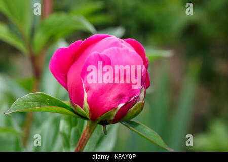 Primo piano di rosso le peonie nel giardino la peonia rosso borgogna macro peonia fiore. Messa a fuoco selettiva. Profondità di campo. Foto Stock