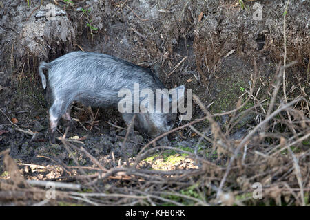 Un bambino selvaggio maiale scava nel sottobosco al Merritt Island National Wildlife Refuge Maggio 8, 2017 in Merritt Island, Florida. (Foto di bill white via planetpix) Foto Stock