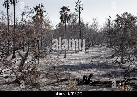 La masterizzazione di area a sinistra dal Canyon 2 Fire a Peters canyon parco regionale in arancione la California del Sud . Il parco rimane chiuso come di Ott 30 2017 Foto Stock