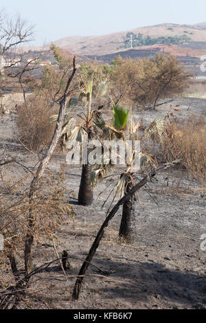 La masterizzazione di area a sinistra dal Canyon 2 Fire a Peters canyon parco regionale in arancione la California del Sud . Il parco rimane chiuso come di Ott 30 2017 Foto Stock