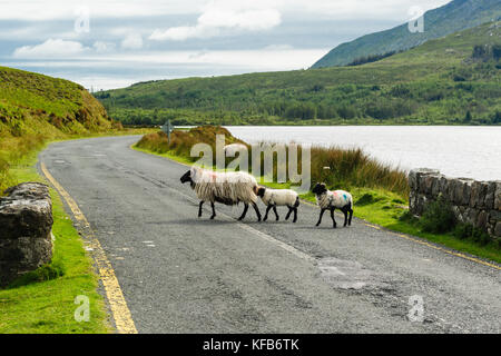 Pecora con due agnelli attraversando la strada in Connemara, Irlanda Foto Stock